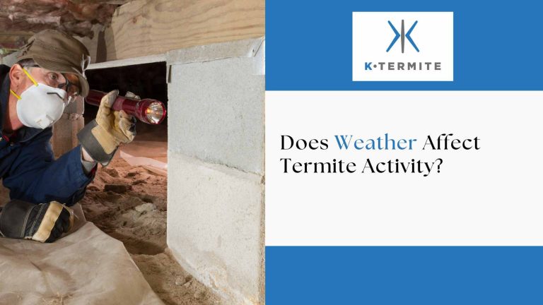 Does Weather Affect Termite Activity?