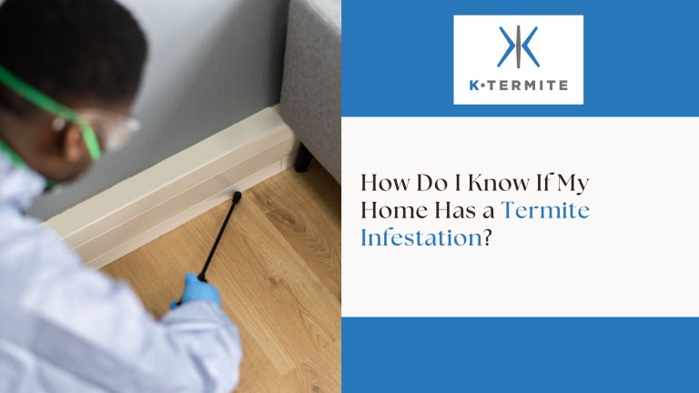 Termite Infestation