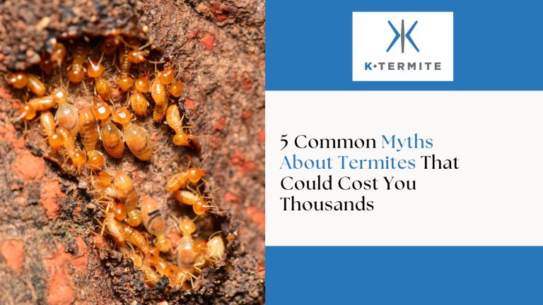 Myths About Termites