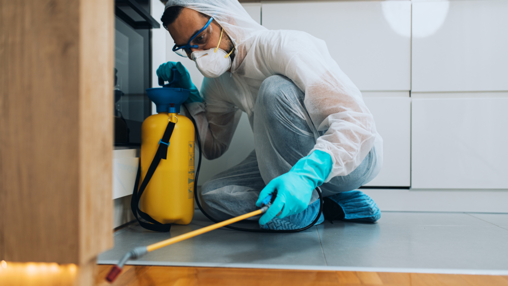 Best Termite Treatment