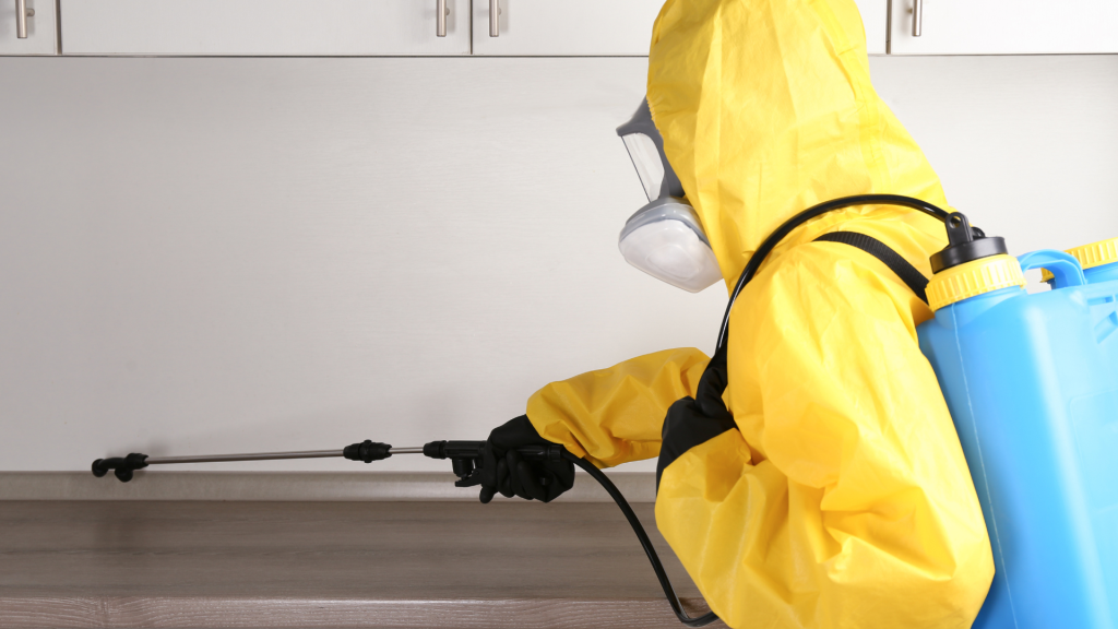 Termite Control Service