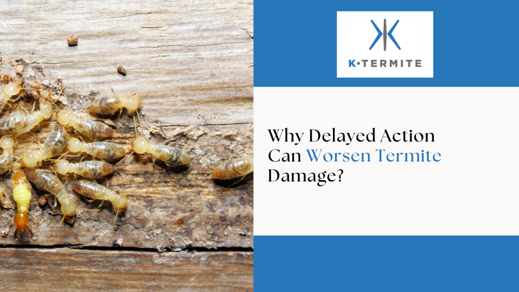 Termite Damage
