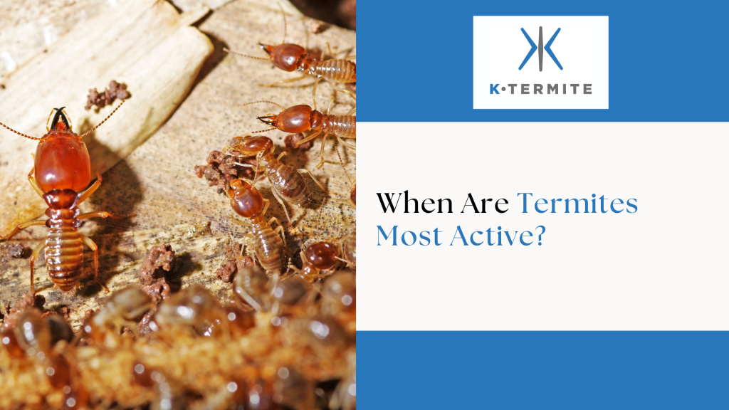 Termites Active